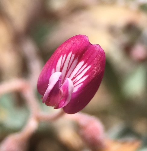 Image of Astragalus gilmanii by (c) Matt Berger, some rights reserved (CC BY)