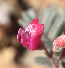 Astragalus gilmanii
