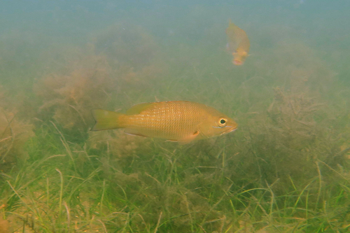 Gorean snapper (Lutjanus goreensis) — Lutjanidae — 5