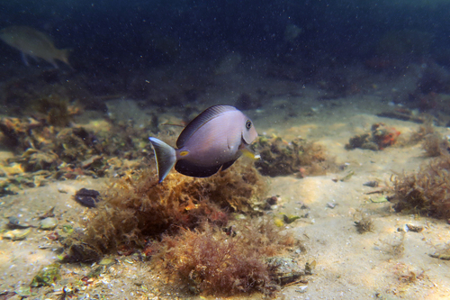 Monrovia doctorfish (Acanthurus monroviae) — Acanthuridae — 5