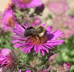 Bombus impatiens