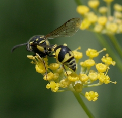 Eumenes mediterraneus