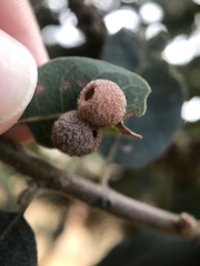 Cynips multipunctata