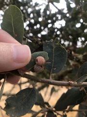 Cynips multipunctata