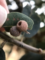 Cynips multipunctata