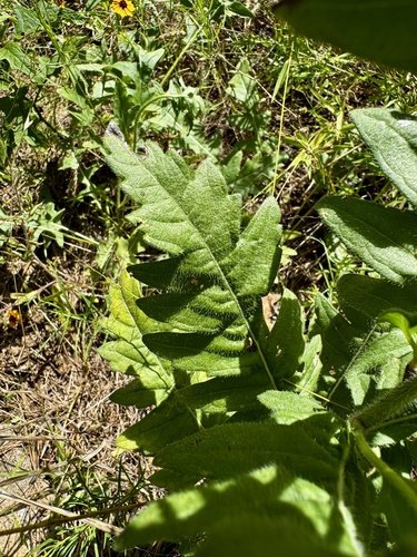 Engelmannia peristenia