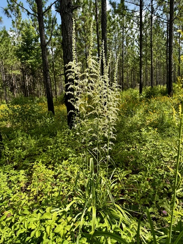 featherbells (Stenanthium gramineum)