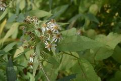 Eurybia furcata
