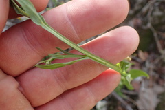 Helenium microcephalum