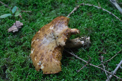 Suillus tridentinus