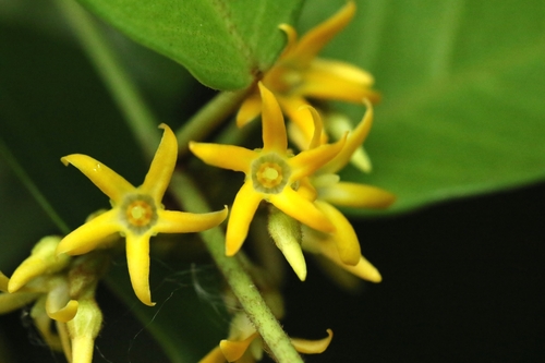 Wight's Toxocarpus (Toxocarpus wightianus)