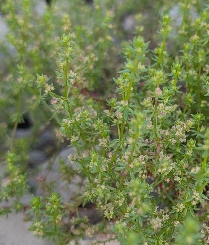 Wall Bedstraw (Galium parisiense)