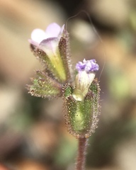 Phacelia affinis