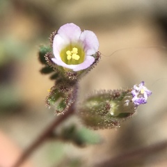 Phacelia affinis