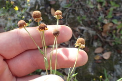 Helenium microcephalum