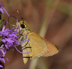 Hesperia leonardus pawnee