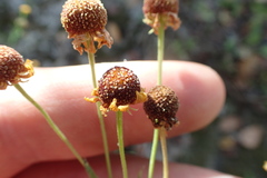 Helenium microcephalum