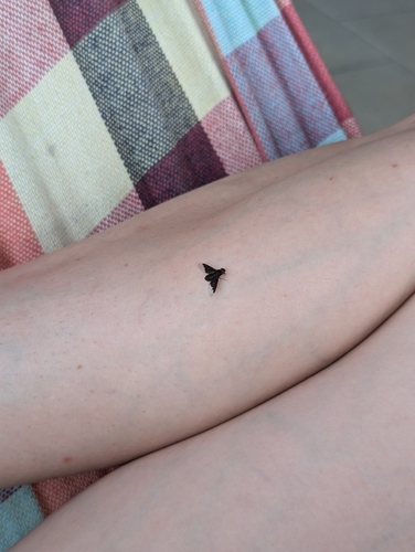 Black Banded Bee Fly
