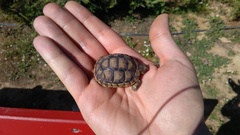 Testudo marginata