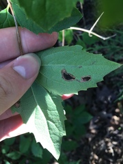 Liriomyza philadelphivora