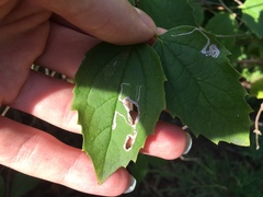 Liriomyza philadelphivora