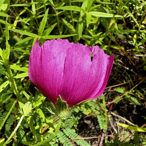 woodland poppymallow (Callirhoe papaver)