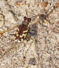Cicindela tranquebarica diffracta