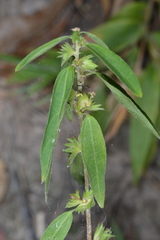 Acalypha monococca