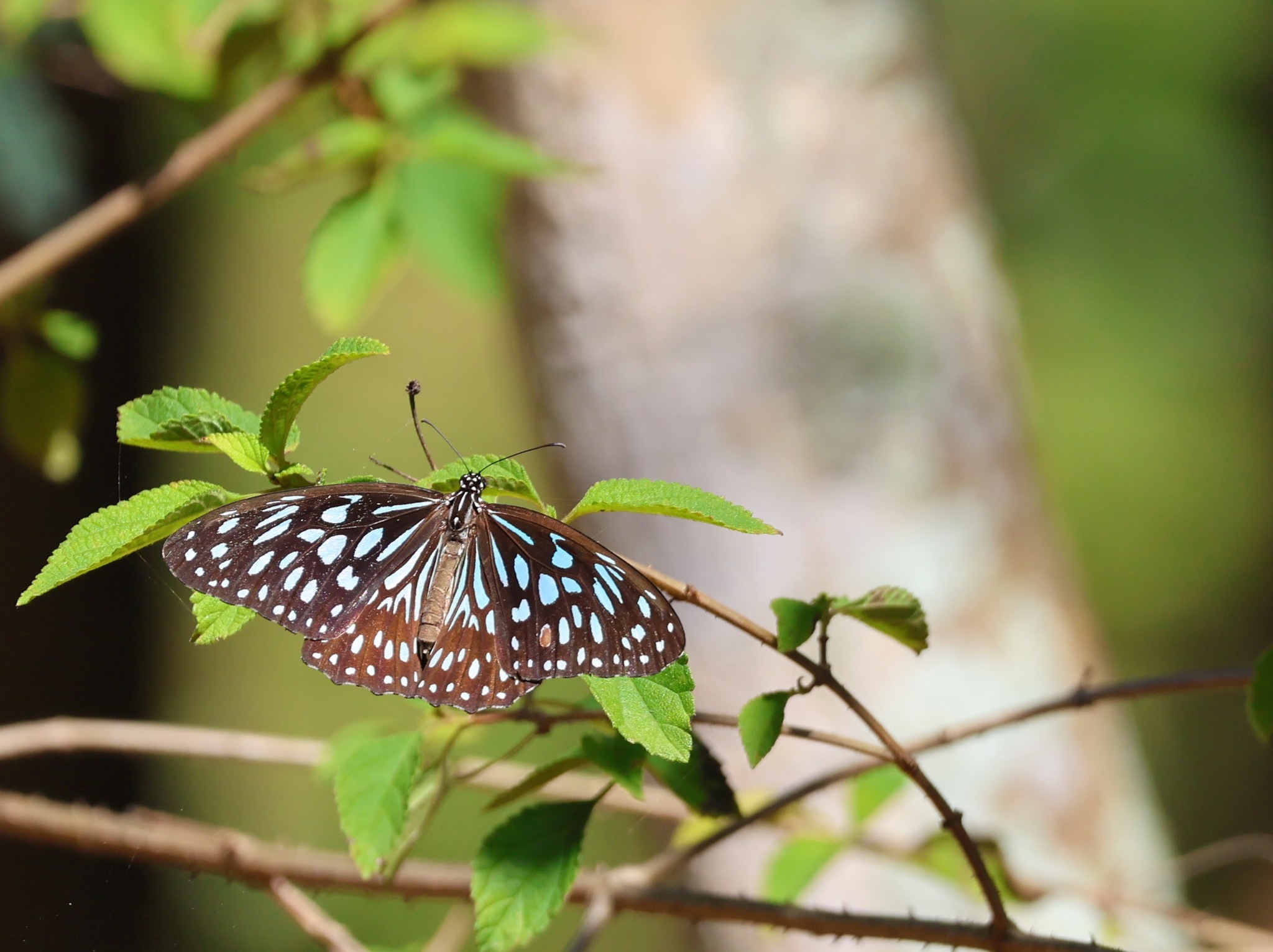 Dark Blue Tiger