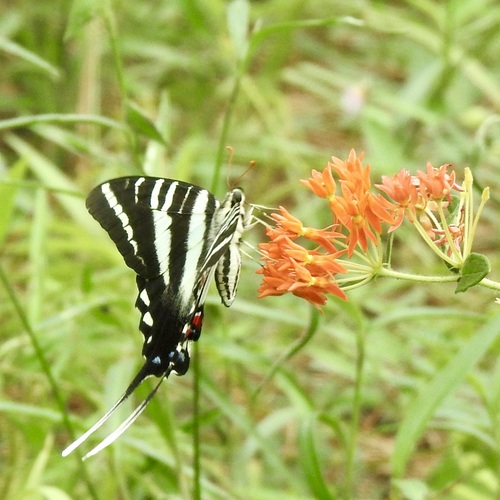 Zebra swallowtail