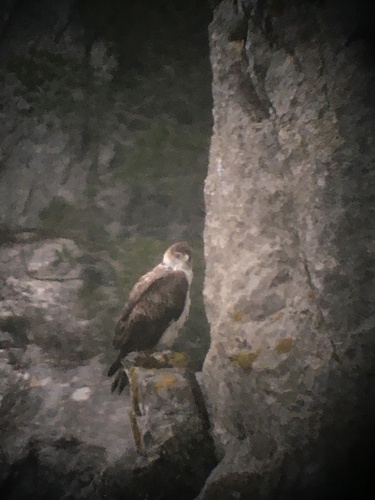Águila perdicera (Aquila fasciata)