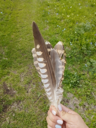 Plume de Faucon sacre