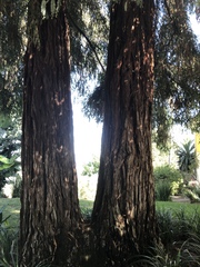 Sequoioideae