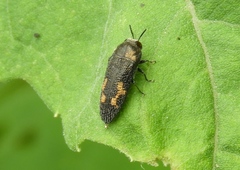 Acmaeodera setosa