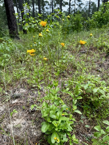 goldenwave tickseed (Coreopsis intermedia)