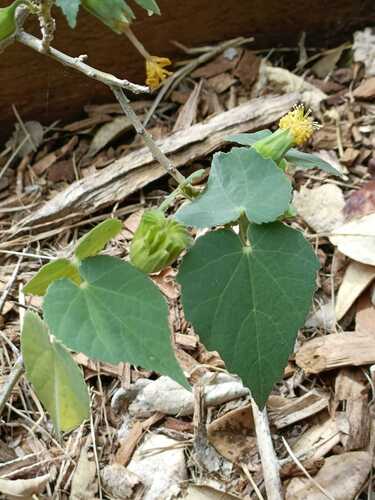Norfolk Island abutilon (Abutilon julianae)