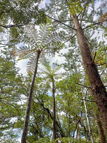 Norfolk tree fern (Sphaeropteris excelsa)