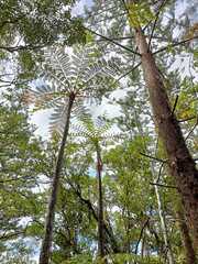 Sphaeropteris excelsa