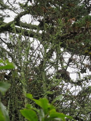 Phyllocladus trichomanoides