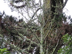 Phyllocladus trichomanoides