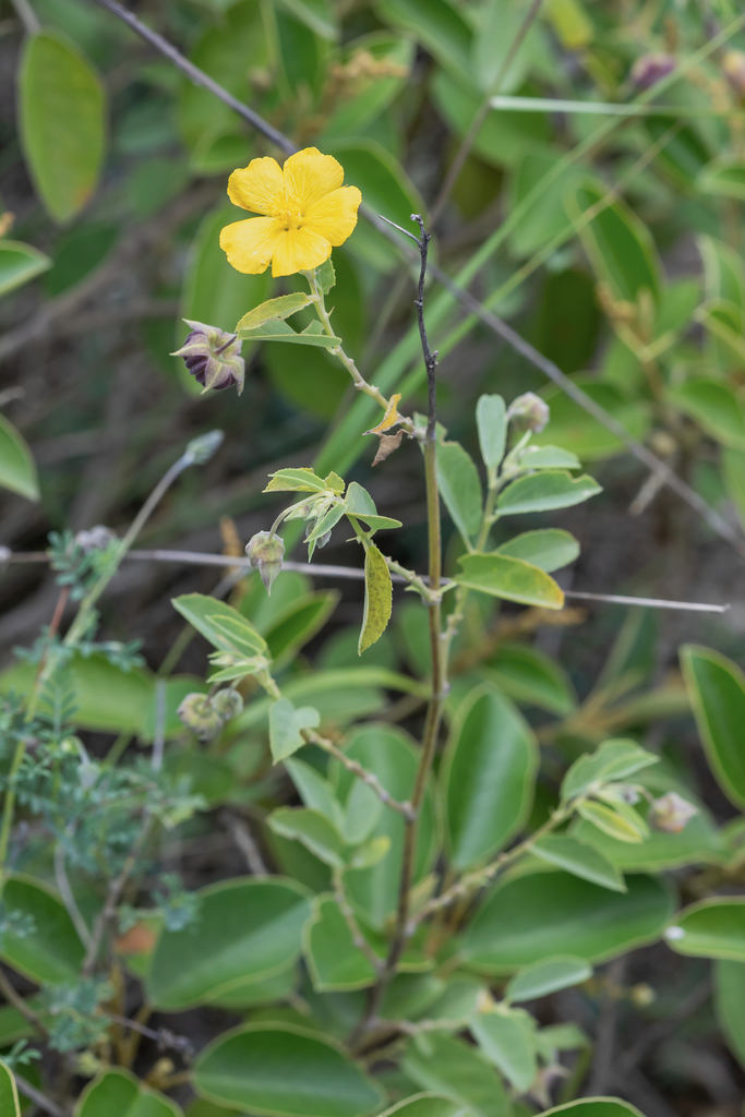 Gaya hermannioides
