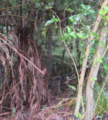 Phyllocladus trichomanoides