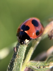 Coccinella septempunctata