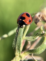 Coccinella septempunctata