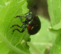 Leptinotarsa behrensi