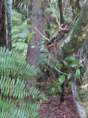 Phyllocladus trichomanoides