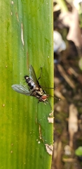 Tachinidae