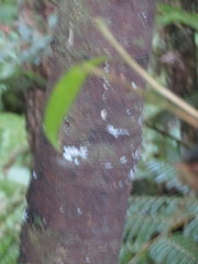 Phyllocladus trichomanoides