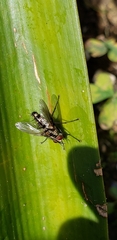 Tachinidae