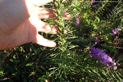 Liatris punctata mucronata